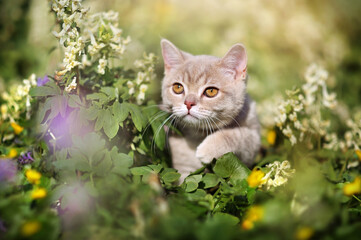 Close-up portrait of little kitten in wild  flowers