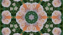 Kaleidoscope Animated Background Pattern Of White And Orange Roses.