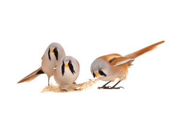 Wall Mural - three bearded reedling isolated on a white  background