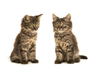 Canvas Print - two kittens isolated on white background