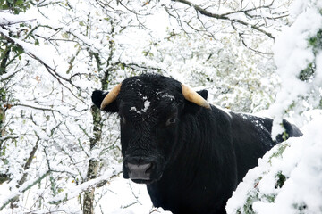 Poster - Texas winter wonderland farm scene for agriculture with young bull in forest or woods during snow weather.