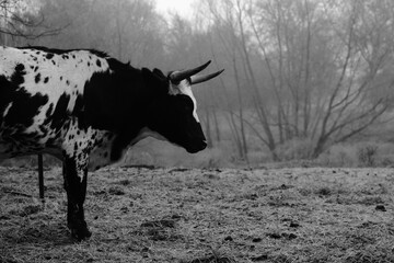 Poster - Spotted Corriente cow in foggy Texas weather during winter on farm, copy space on background.