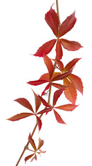 Poster - Parthenocissus quinquefolia en automne