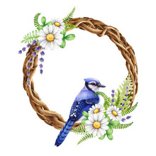 Floral Vine Wreath With Garden Flower And Blue Jay Bird. Watercolor Illustration. Hand Drawn Vintage Style Decor Element. Twisted Vine Rustic Style Wreath With Daisy , Lavender Flowers, Fern, Bird