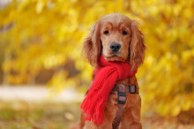 Close-up Portrait Of A Dog Wearing Red Scarf