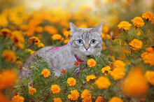 Tabby Kitten At The Flowerbed With Autumn Yellow Flowers
