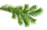 Fototapeta Tulipany - Green Christmas pine twig