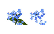 Set Of Blue Forget-me-not (Brunnera) Flowers Isolated