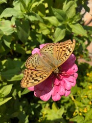 Wall Mural - A cardinal butterfly (Argynnis pandora) on a pink Elegant Zinnia flower (Zinnia elegans)