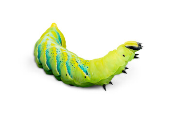 Wall Mural - Close up of the caterpillar (Papilio xuthus). Isolated on white.