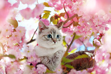 花のあるシャム猫 – 無料のパブリックドメイン画像 | Public Domain