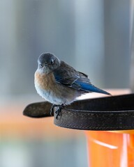 Wall Mural - Close up of a fluffy Western bluebird (Sialia mexicana) on a blurred background