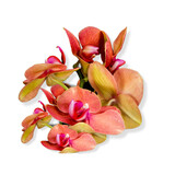 Fototapeta Storczyk - flower of the phalaenopsis orchid. Png file