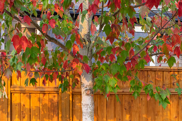 Red, orange and green leaves on a tree during autumn. Countryside landscape.