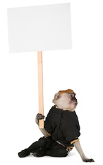 Wall Mural - Monkey Wearing Jacket And Holding Blank Sign - Isolated