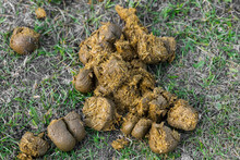 Horse Manure Lies On The Grass. Farm Animal Poop