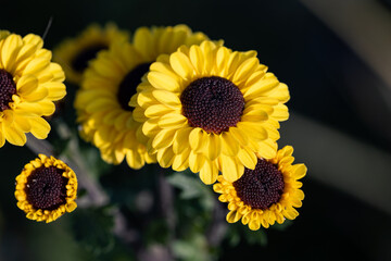 Wall Mural - Chrysanthemum x koreanum “Golden”. This hybrid produces yellow flowers.