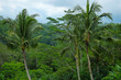 Green juicy palm trees against a beautiful blue sky. Paradise Island Bali
