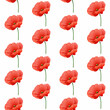 Maki - czerwone kwiaty na białym tle. Powtarzający się wzór na okładkę, tapetę, papier pakowy, tekstylia, tło, opakowanie, plakat.