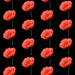 Maki - czerwone kwiaty na czarnym tle. Powtarzający się wzór na okładkę, tapetę, papier pakowy, tekstylia, tło, opakowanie, plakat.