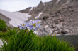 Columbine Bloom With Andrews Glacier In The Distance