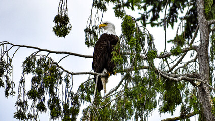 vulture on tree