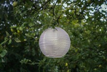 Closeup Of A White Lantern Hanging From An Apple Tree In The Garden