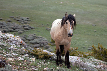 light buckskin wild horse stallion standing on ridge in the pryor mountains in montana united states