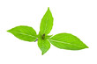 © sommai - Sweet Basil isolated on transparent png