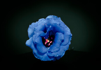 dark blue flower macro isolated on black. colour full close-up. black flower background. nature flow