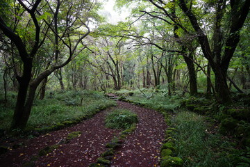 wild forest with old trees and path