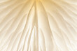 Magic mushroom, close-up of a mushroom from below. The mushroom lamellae give an interesting structure in the light. Copy space for your design or product. Web banner.