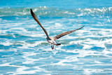 Fototapeta Zwierzęta - Photo of seagulls of various species in flight. Large series of photographs.