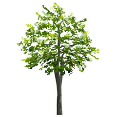 big tree