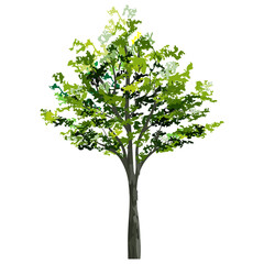 Big tree