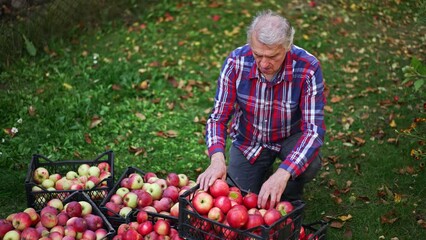 Wall Mural - Old grey-haired man squatted near the boxes with collected apples. Farmer looking through the picked fruit for damages and sorting out bad ones. View from top.