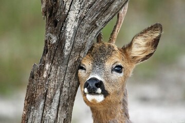 Poster - Closeup portrait of a Siberian roe deer leaning on the tree trunk