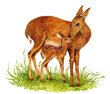 Deer family watercolor illustration