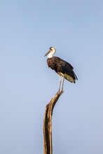 Woolly Necked Stork Sitting On A Tree Snag