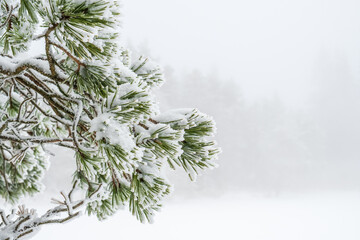 Canvas Print - Snowy pine branch on a cold winter day