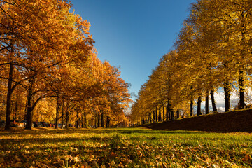 Wall Mural - Autumn park landscape. Gold color trees, red orange foliage in fall park. Nature change scene. Yellow woods in scenic scenery in sunny day