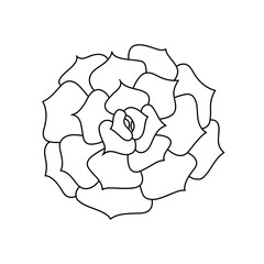 Wall Mural - Succulent echeveria in doodle style, vector illustration. Desert flower hand drawn for print and design. Isolated element on a white background. Home plant outline, side view