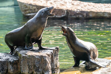 Sea Lions (Otariidae) And Seals Are Marine Mammals, Spending A Good Part Of Each Day In The Ocean To Find Their Food. Sea Lions Compete With Each Other.