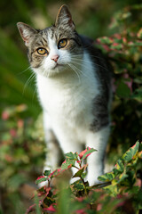 Wall Mural - Adult tabby cat in a garden