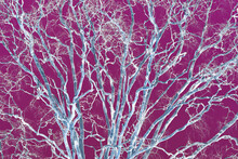 An Abstract, Contemporary, Psychedelic Looking Close-up Scene Of Hundreds Of Ghost-like Grey Leafless Tree Branches Filling The Frame Set Against A Vibrant Dark Pink Sky