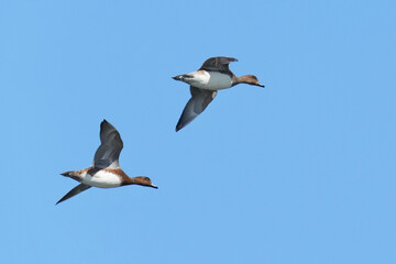 Wall Mural - northern pintail in flight