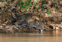 Jaguar Drinking From A River In The Pantanal, Brazil