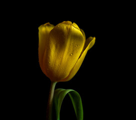 Wall Mural - Water drop on yellow petals tulips, super macro shot with shallow depth of field.