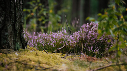 Wall Mural - Close-up of wild bloomin pink heather in forest. Beautiful nature.