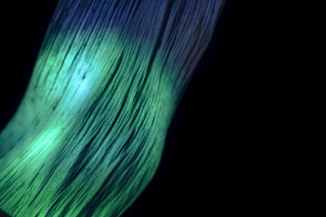 Aufkleber - Close up Beautiful  leaf in multicoloured  green light on a black. Minimalism retro style concept. Background pattern for design. Macro photography view.